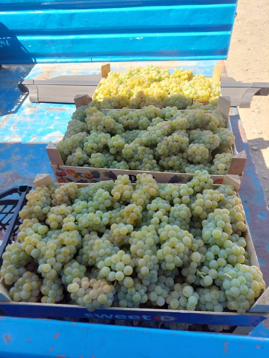 Vând struguri de vin