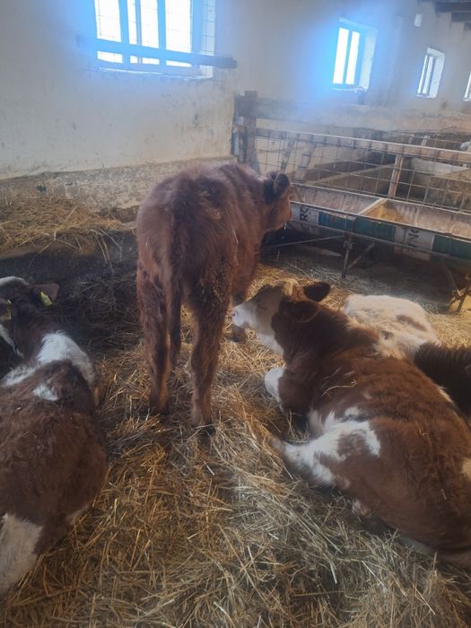 Vitei baltati  și vitele