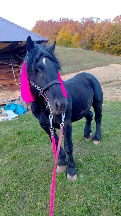 Vand harmasar în vârstă de 10 ani