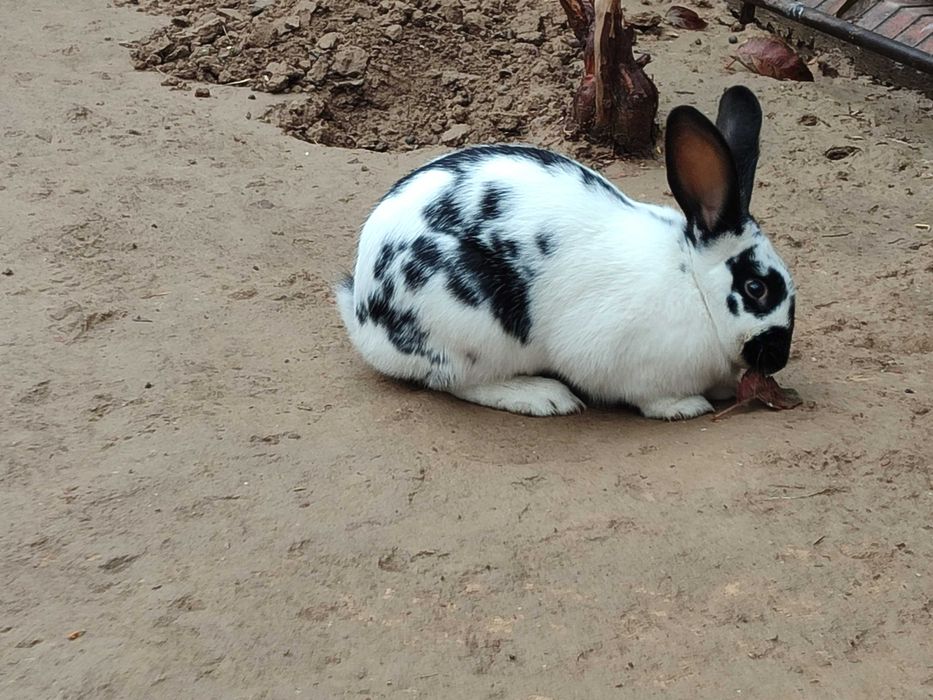 Куен сотаман 4 кг атрофида