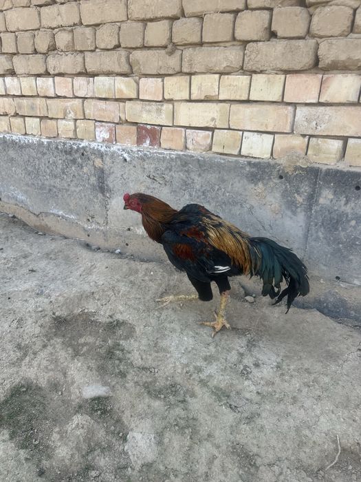 Horoz sotiladi narhini kelishamiz