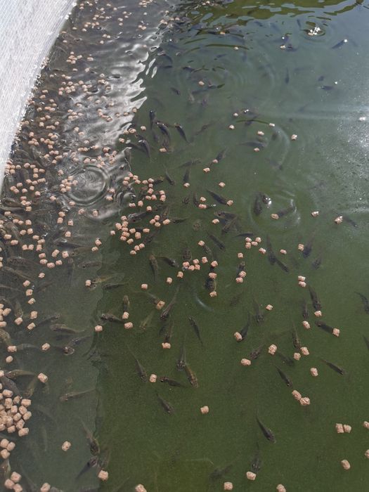 Puiet de crap, caras, cteno