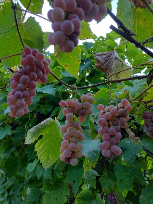 Struguri aromati căpșunica