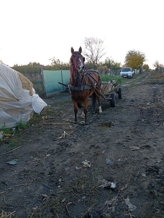 Vand cârlană  cuminte și fara narav