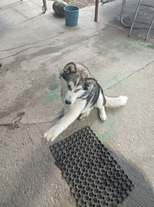 Donez câine Husky Siberian