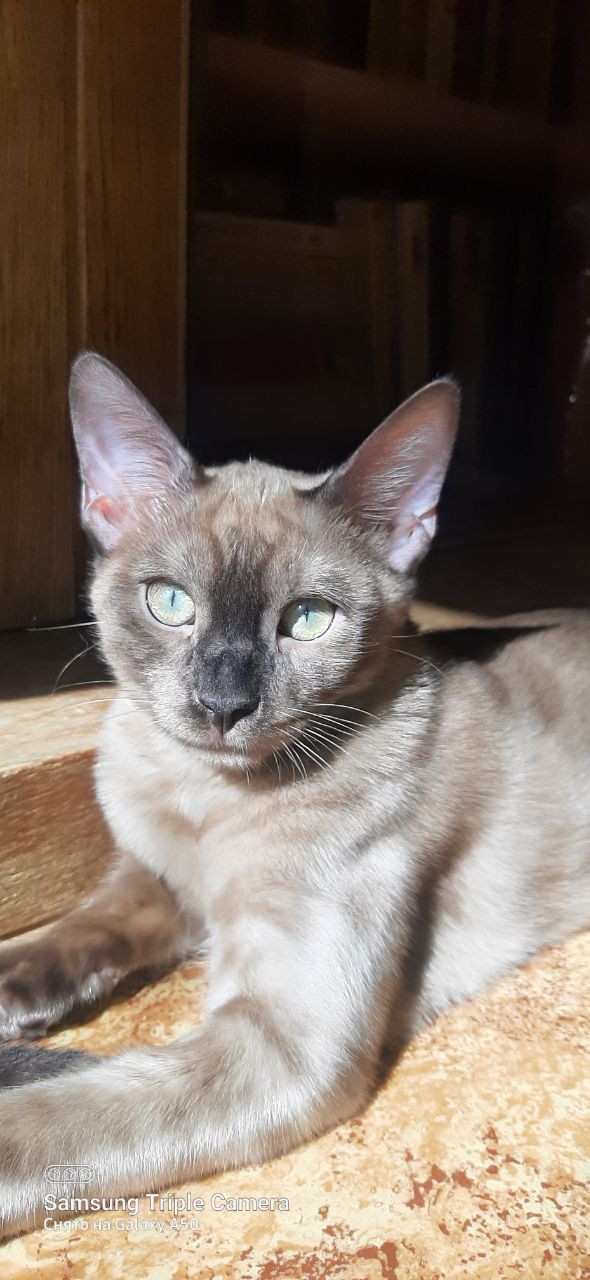 Бенгальские котята