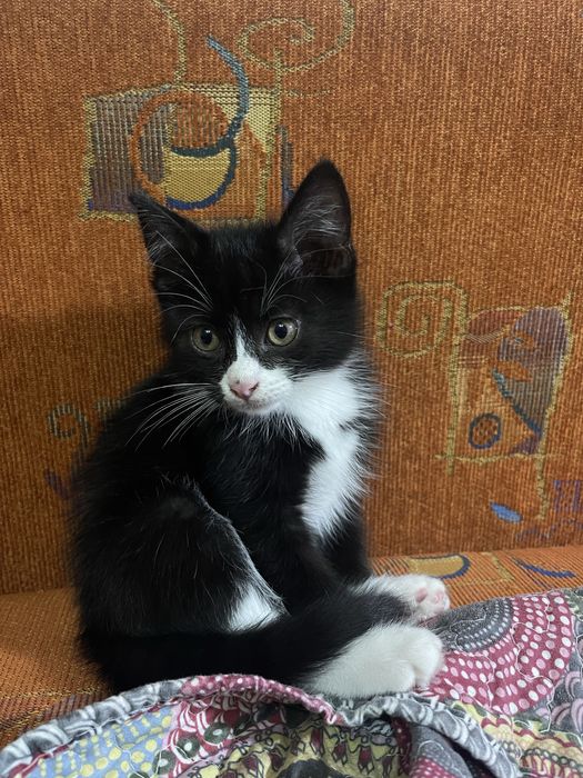 Отдам котенка в хорошие руки