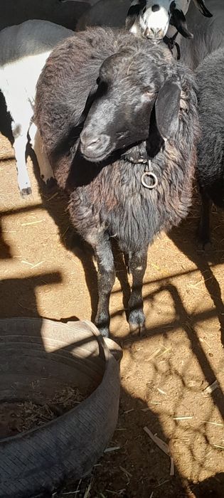 Кучкорлар сотилади галишамиз