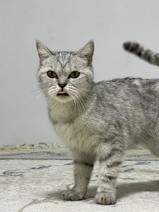 Serebristni Shinshilla