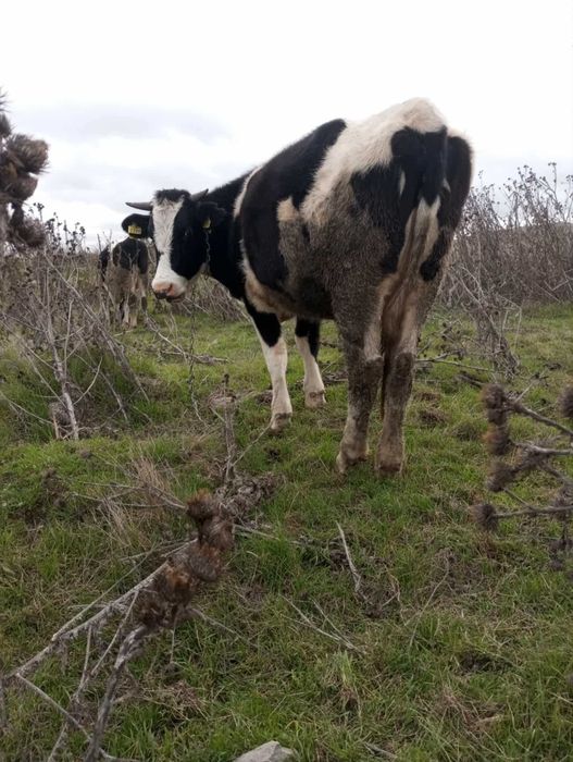 Vaca gestanta de vanzare