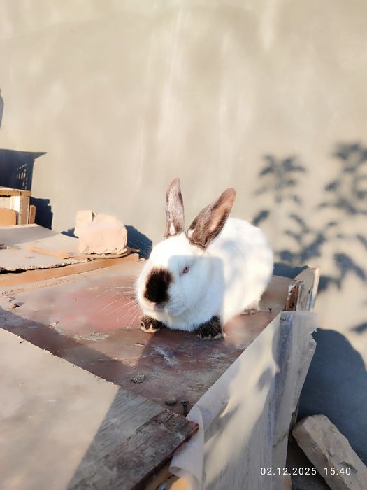 Kaliforniya quyonlari sotiladi