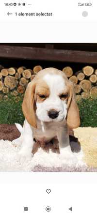 Pui Beagle bicolor cu Pedigree