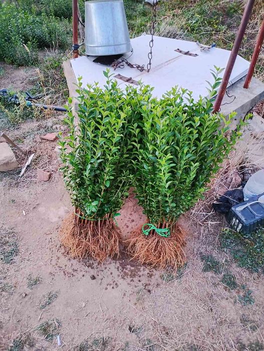 Лигуструм (ligustrum)