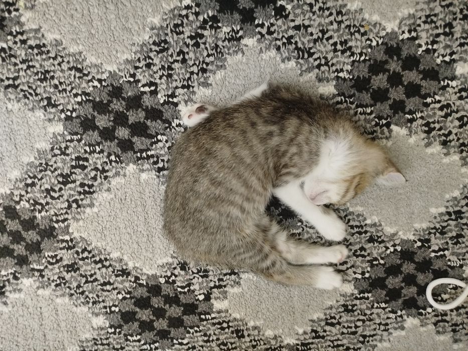 Кошка умная хорошие руки