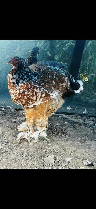 Brahma portelan.