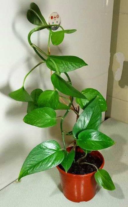 Продам. Эпипремнум - сциндапсус.