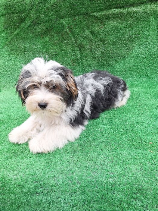 Бийвър йоркширски териер