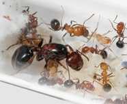 Messor denticulatus.
Это жнецы, р