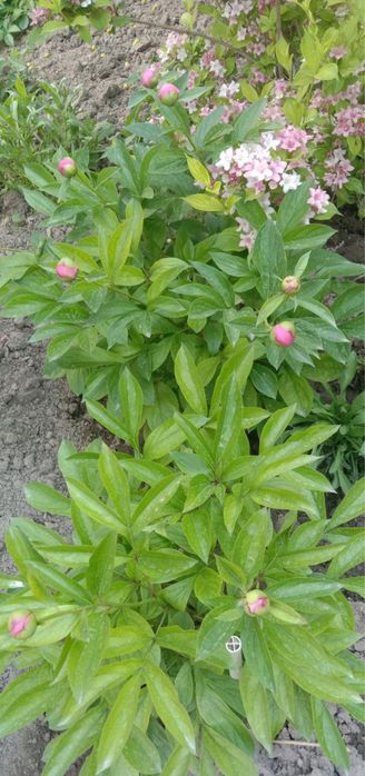 Цветок пиона, пион гули 20000 сум всего 30 штук