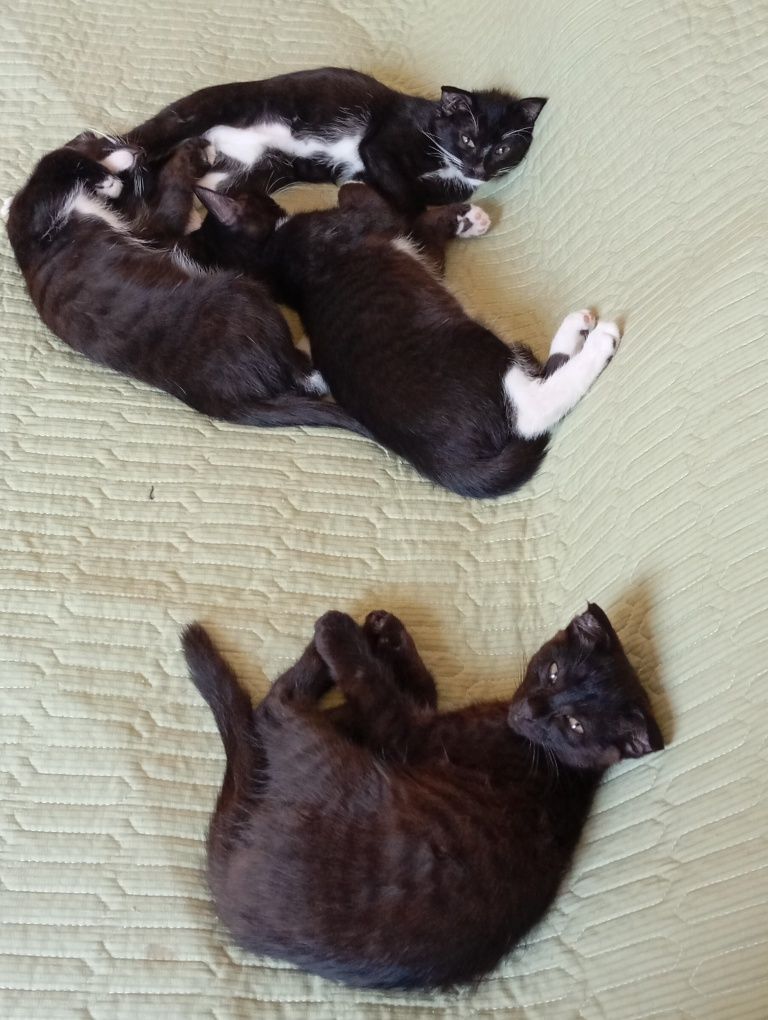 Срочно котята ищут дом!