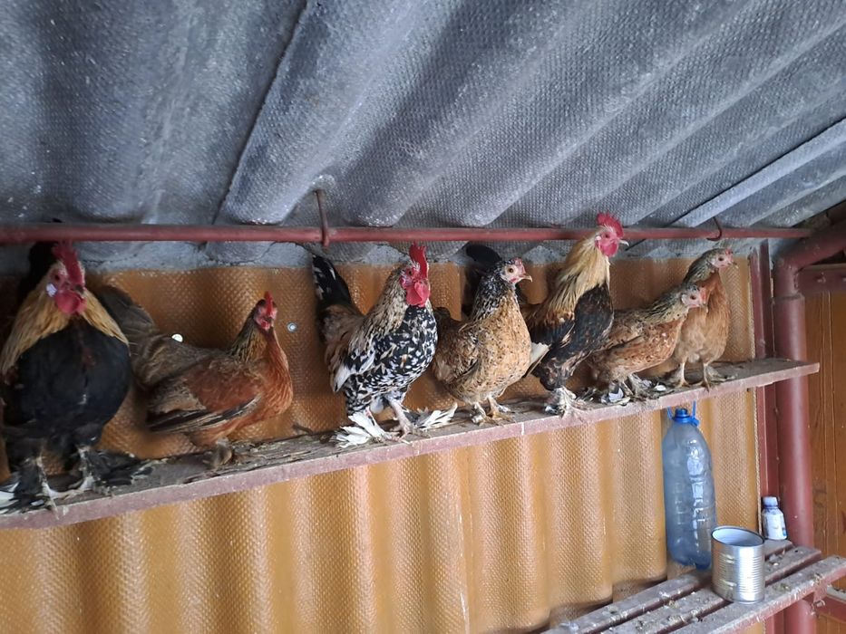 Cocos pitic. Gaini pitice