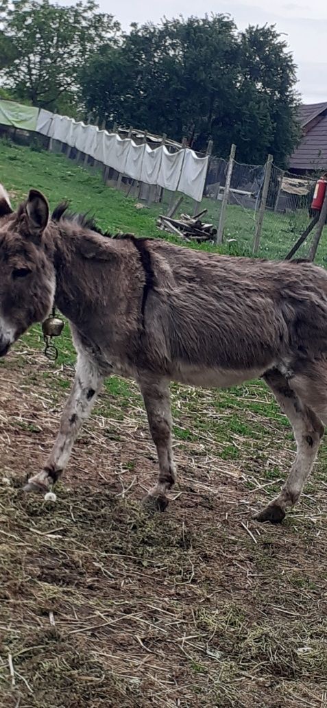 De vînzare 2măgar