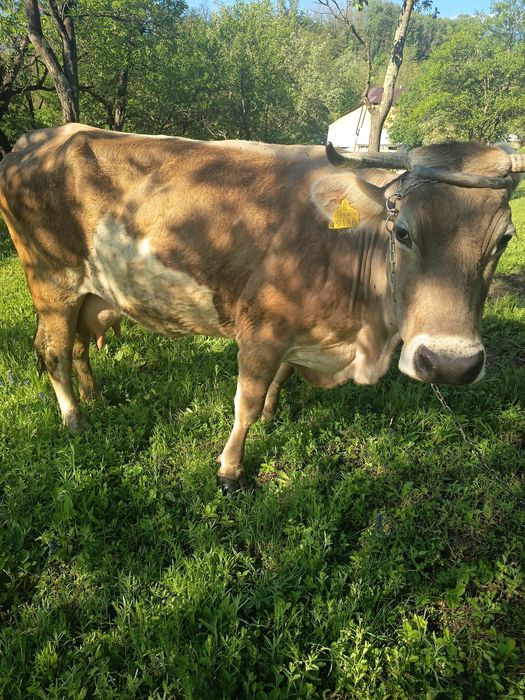 Vaca de vînzare  montata de 3 luni