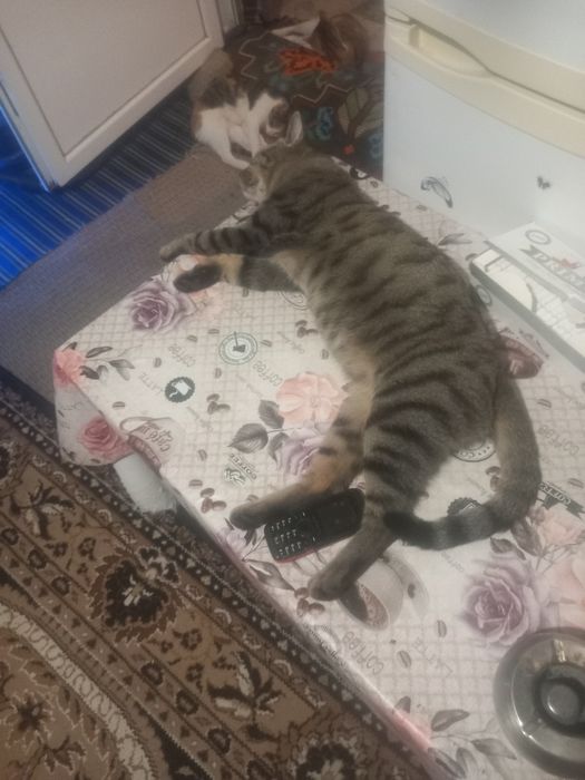 Donez pisici de rasă cine doresti