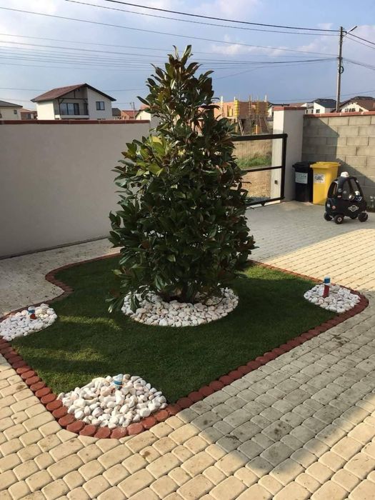 Magnolia grandiflora – Frumusețe nobilă și eleganță naturală