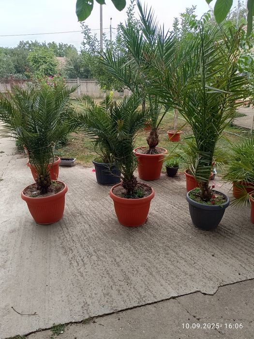 Palmieri ,lada 3 sertare,tub co2,program cafenea
