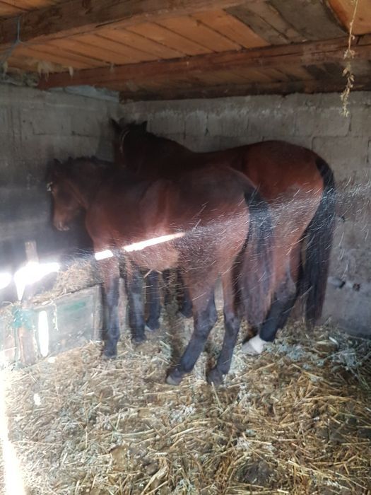 iapă de vânzare și mânză