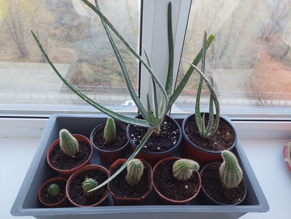 Маленькие кактусы и алоэ