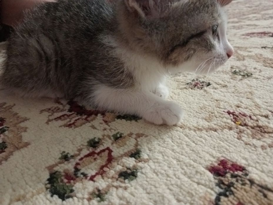 Даром отдам котенка