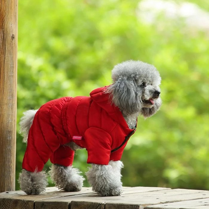 Дрехи, играчки и аксесоари за кучета и котки