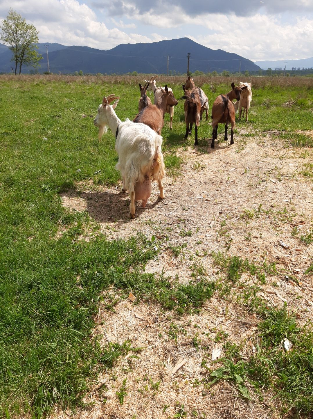 Vând doua capre și șase iezi