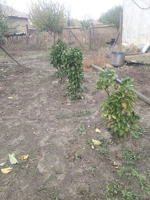 Мини и колонни овощни дръвчета