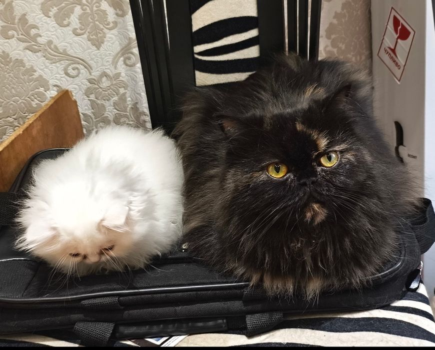 Породисти персийски котета