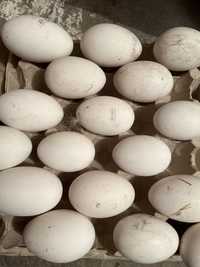 Инкубационные гусинные яйца