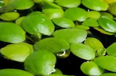 Лимнобиум аквариумное растение
