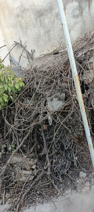 Утин текинга берворилади шох шабба тандирга Зур куриган