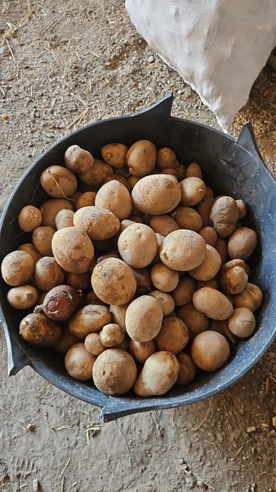 Vând cartofi de consum, de sămânță și pentru animale