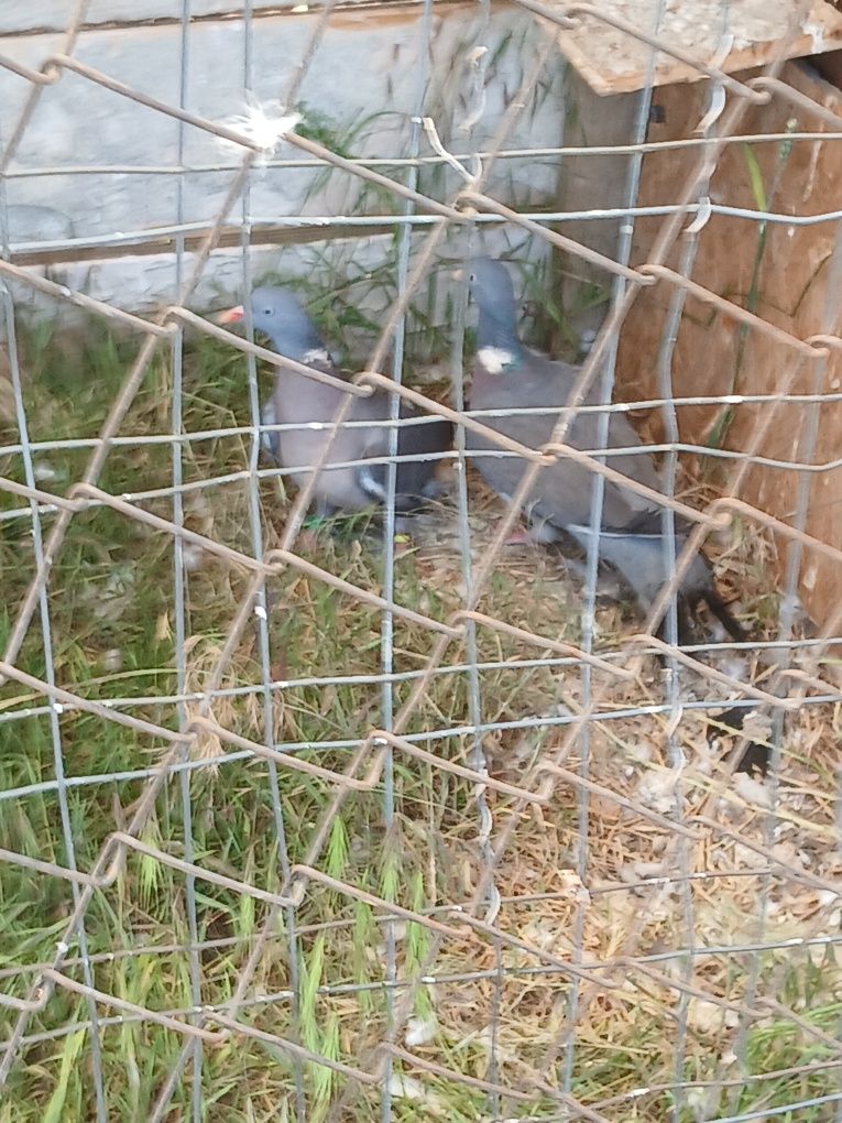 Vand sau schimb turturele  râzătoare