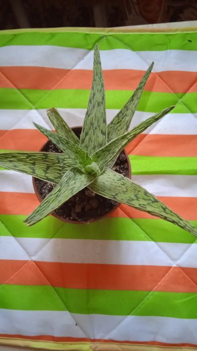 Цветы комнатные любой по 500 тг