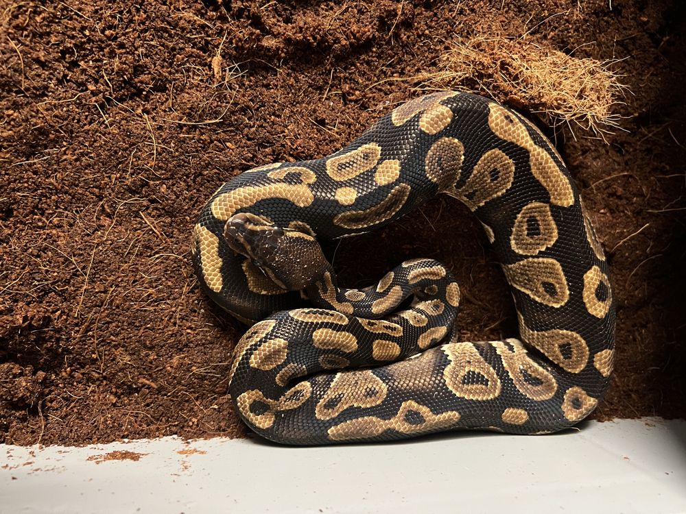 Pitoni regali clown/bamboo mahogany het pied