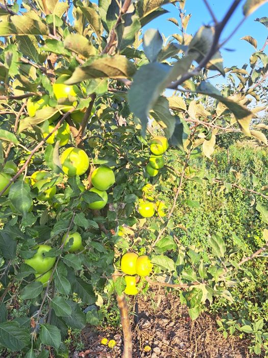 Teren intravilan cu livada Liesti