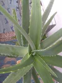 Planta Aloe Vera ,frunze