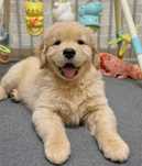 De vanzare mascul Golden Retriever cu pedigree FCI/tip A. Livrare!