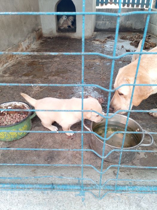 Donez căței labrador corciți