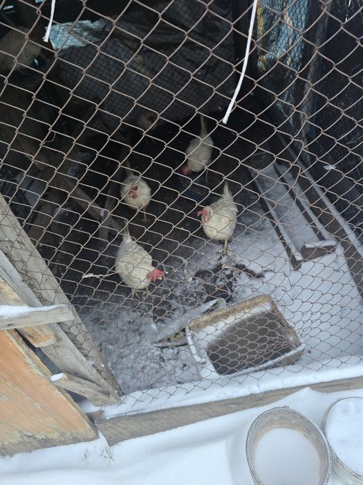 Продам курей 8 штук