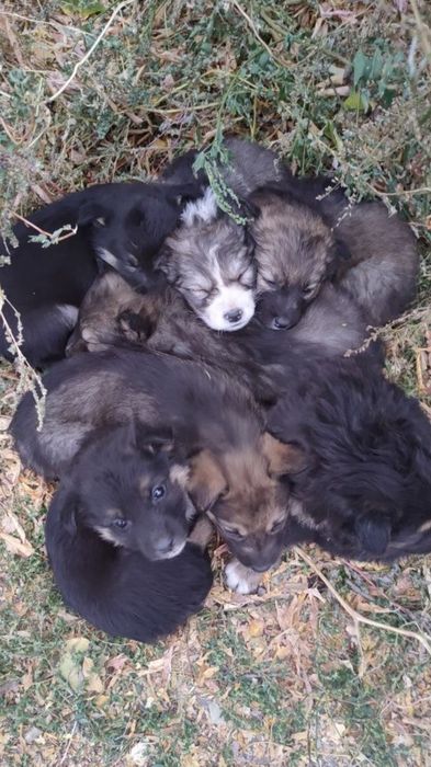 Щенки ищут дом, подойдут для охраны.